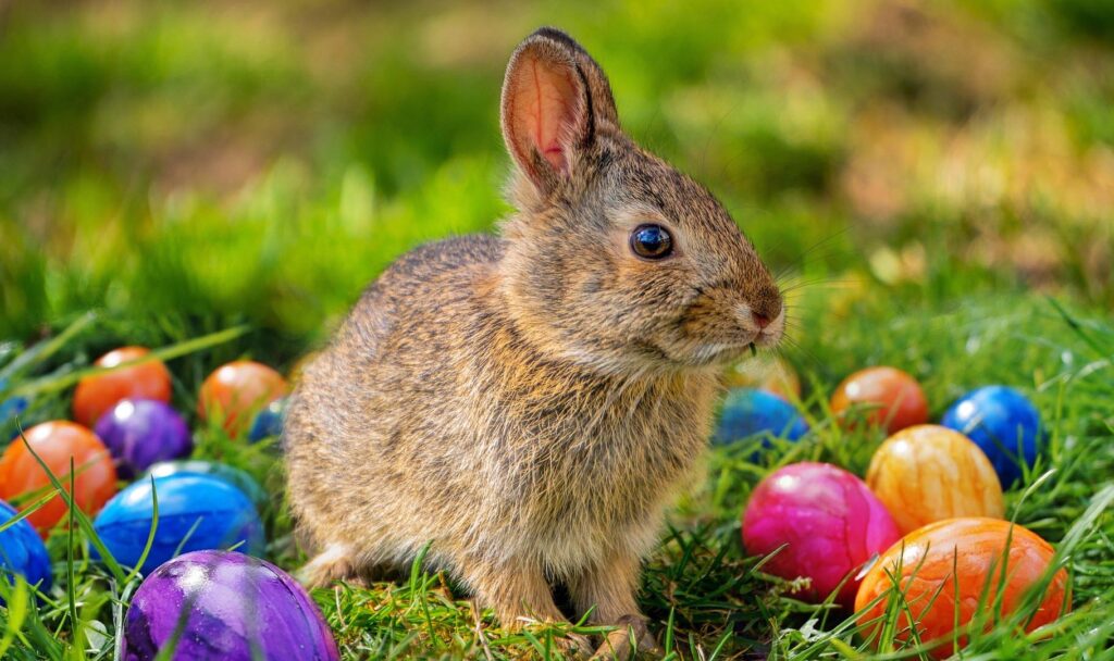 Osterhase_mit_Ostereier_02_Slider